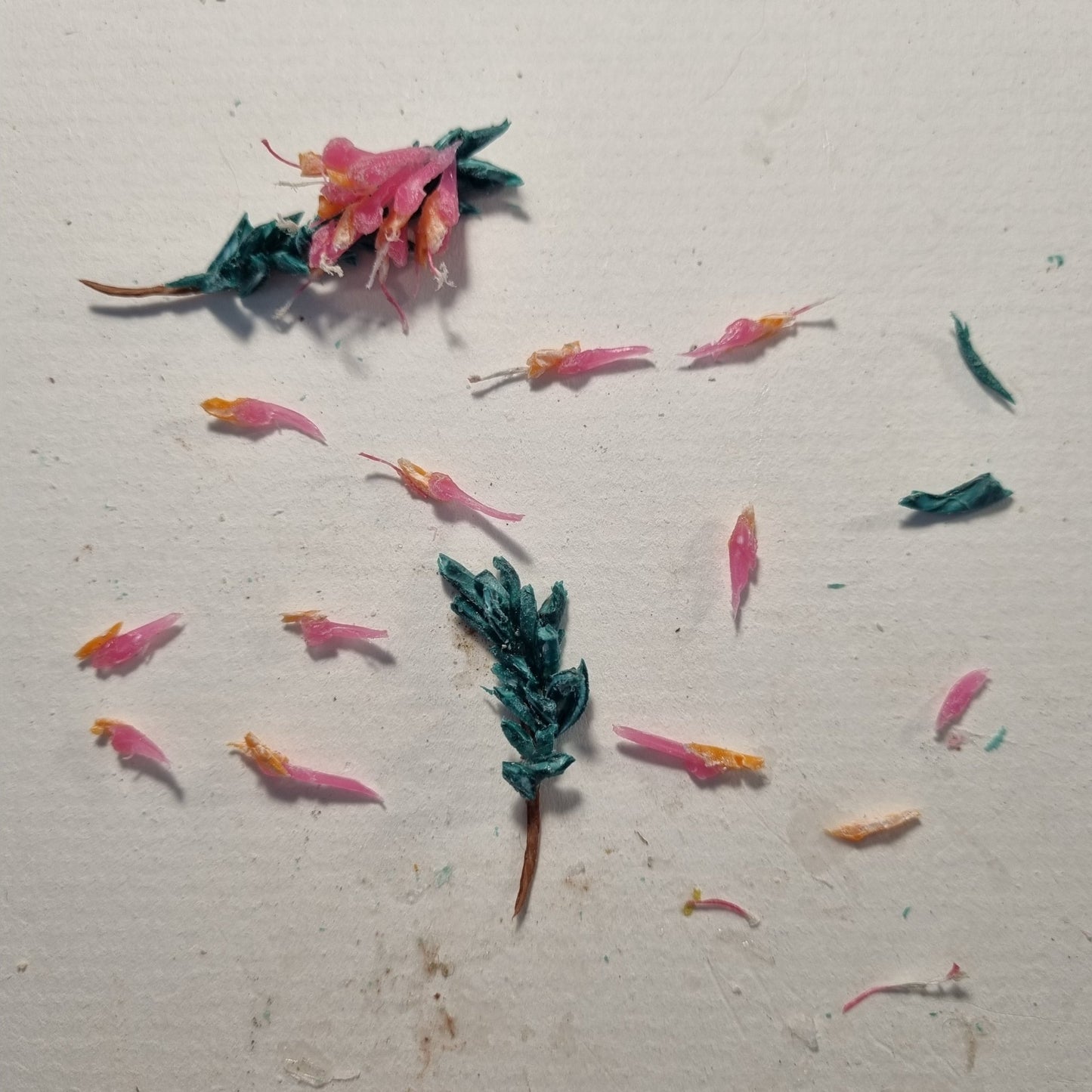 Cape Sugarbird fluttering between Ericas - Janet Ormond Art