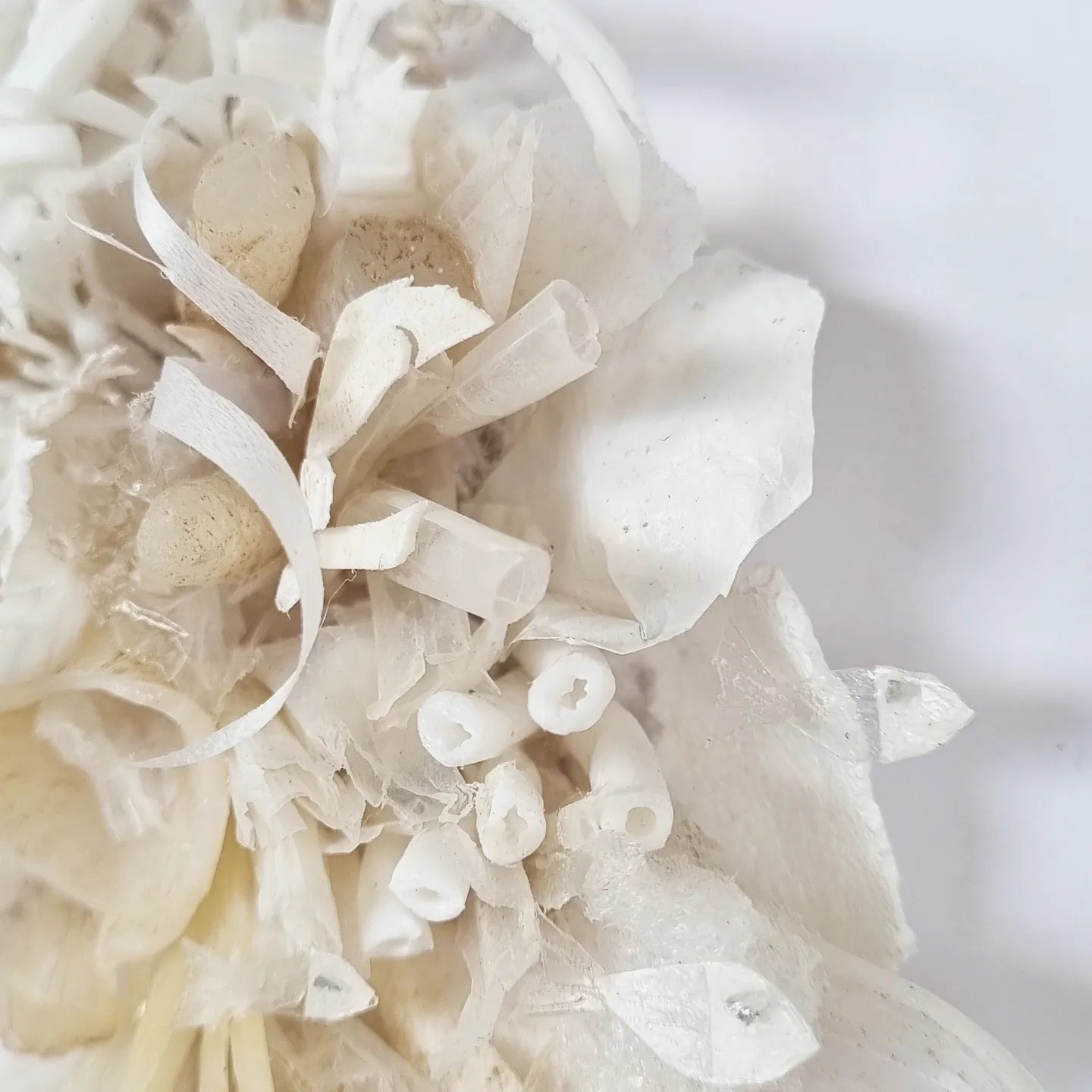 Coral Dreams #1 - Janet Ormond Art