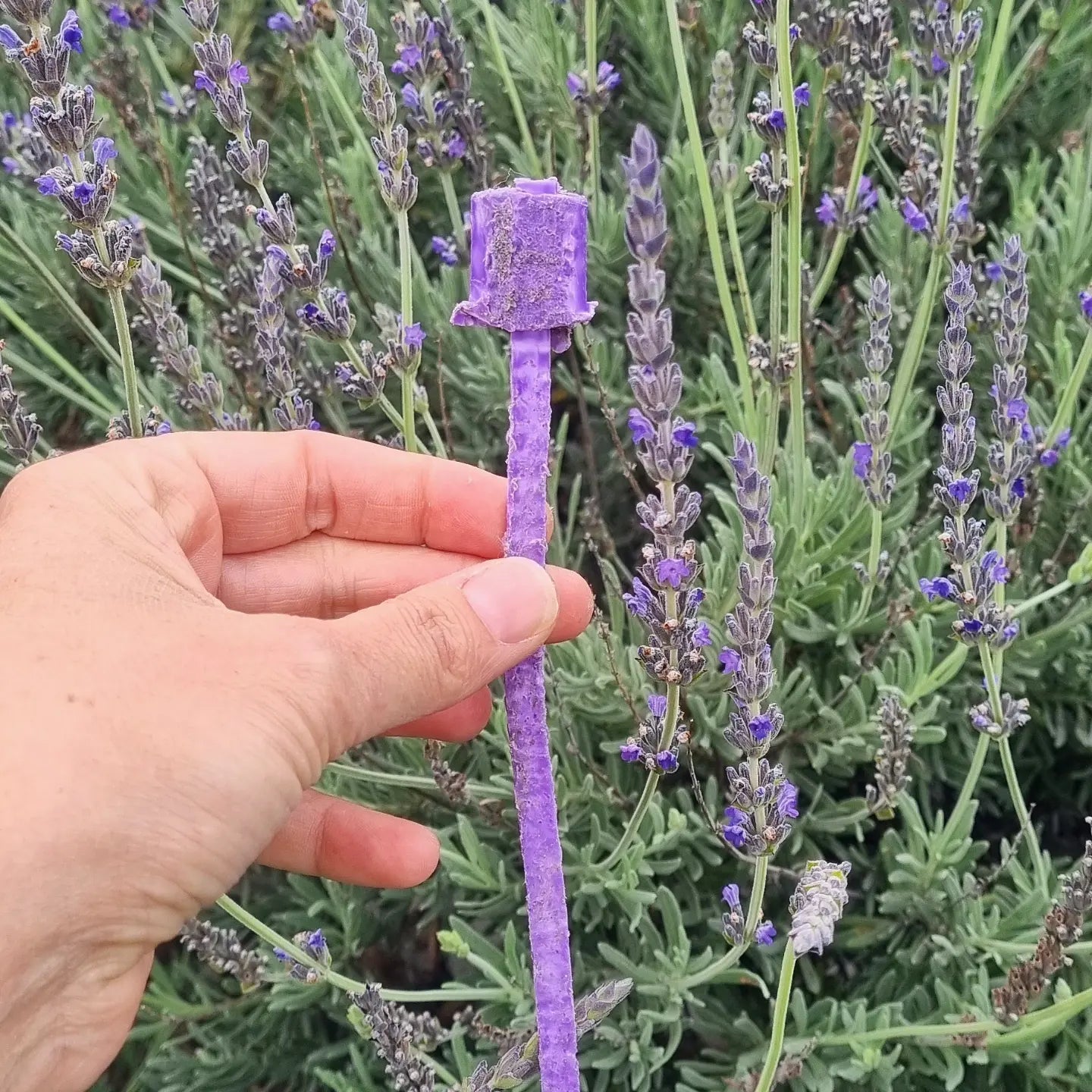 Delightful Garden - Janet Ormond Art