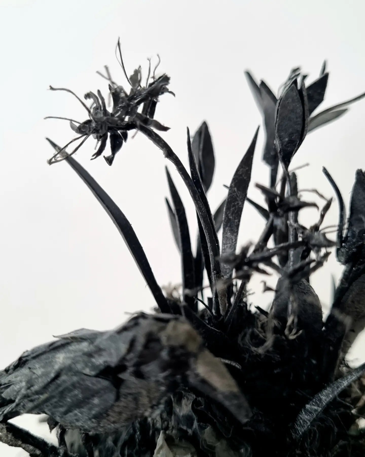 Lilies of Dystopia - Janet Ormond Art