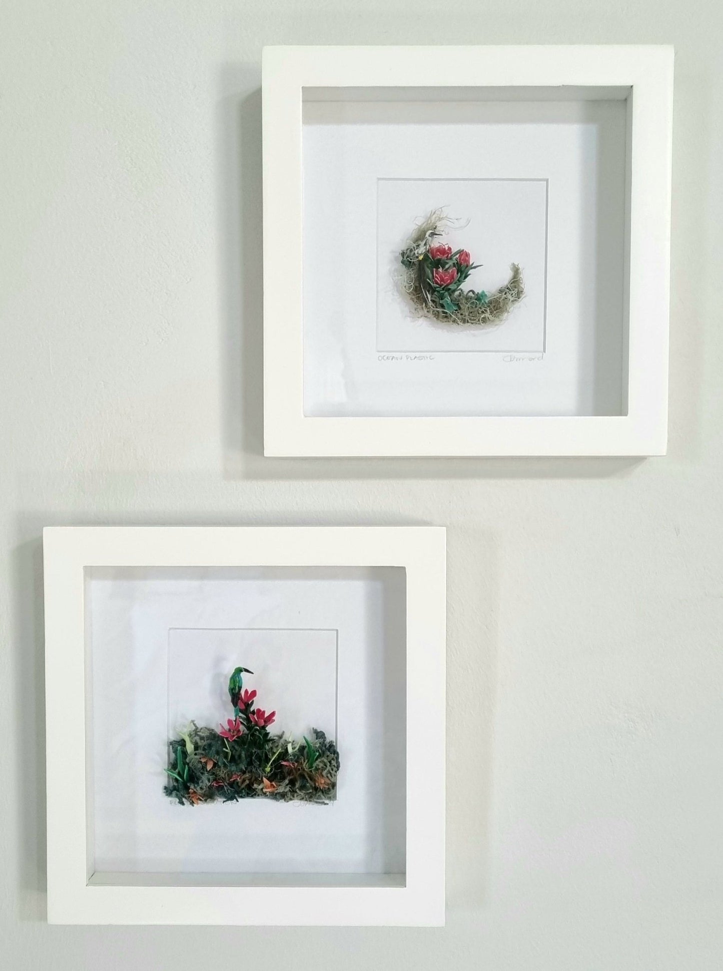 Malachite Sunbird sitting on a Conebush - Janet Ormond Art