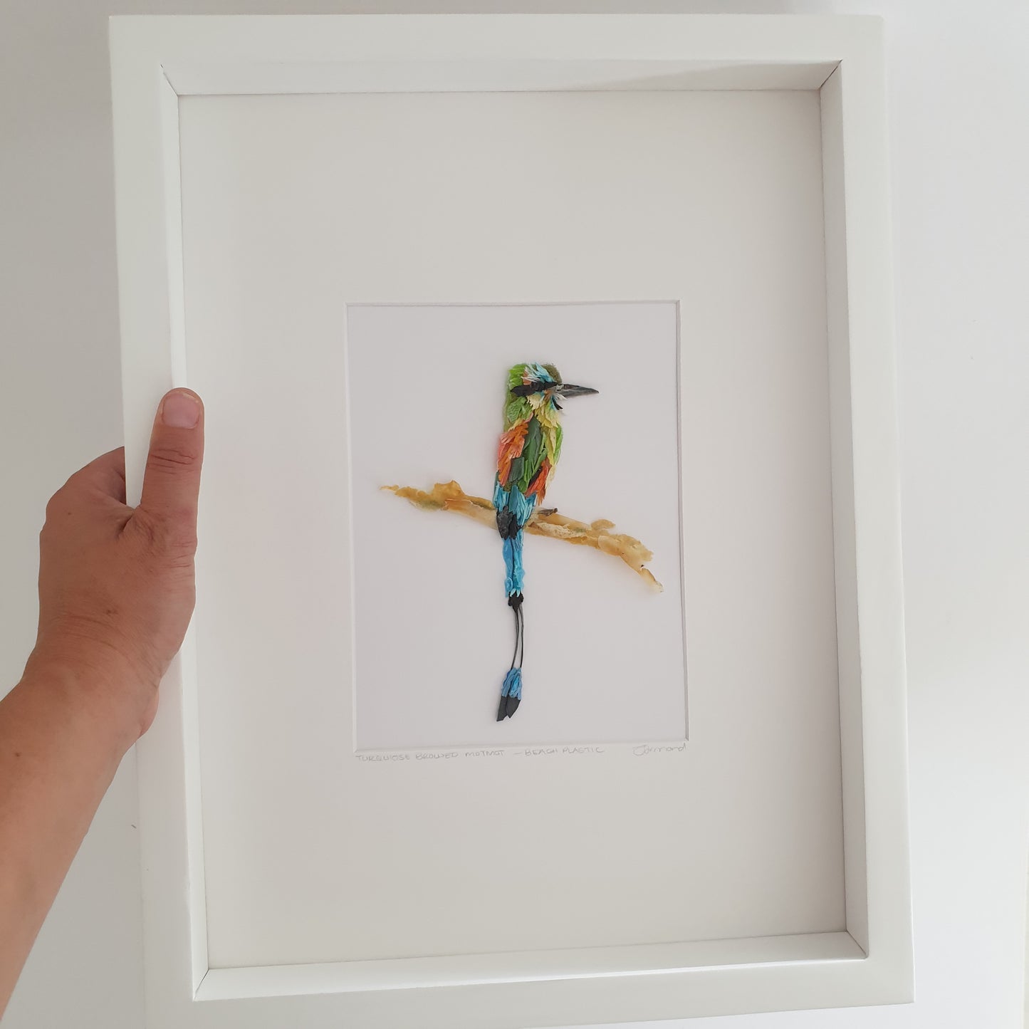 Torquoised browed Motmot