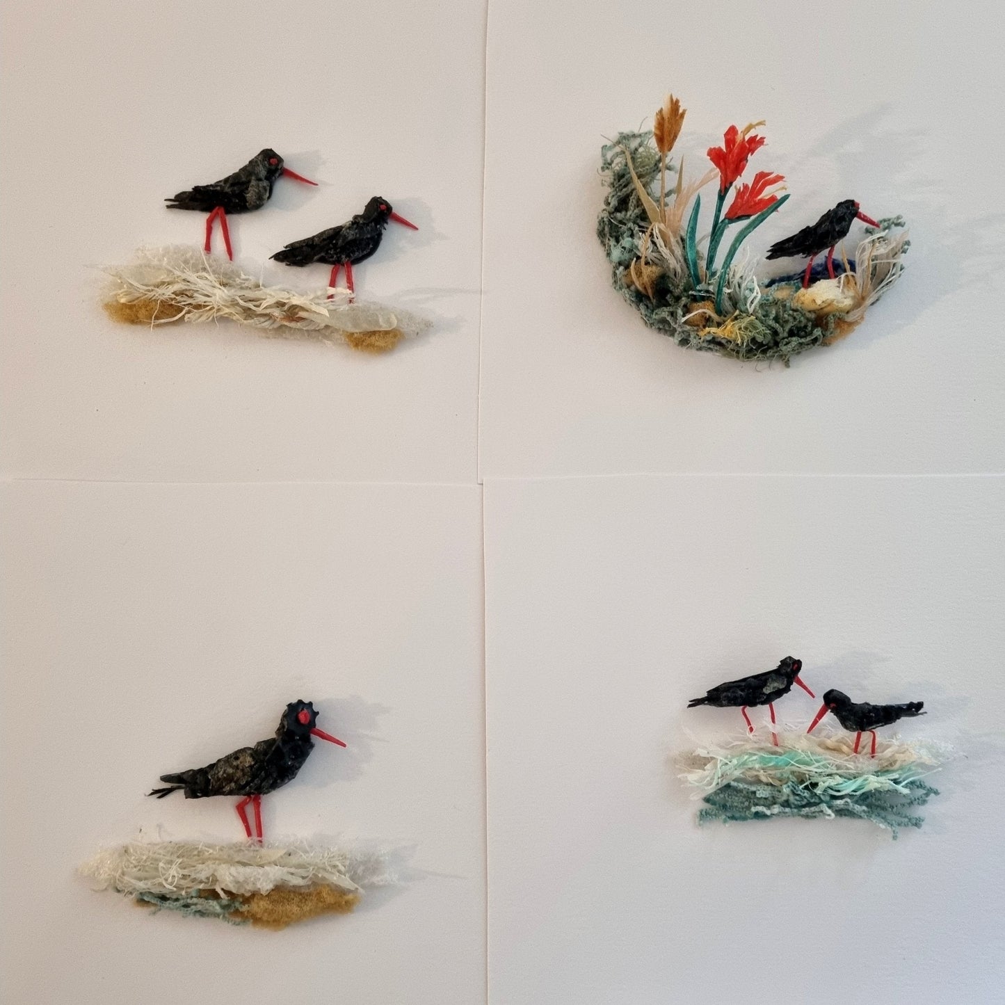 Black Oystercatcher between the west coast blooms - Janet Ormond Art