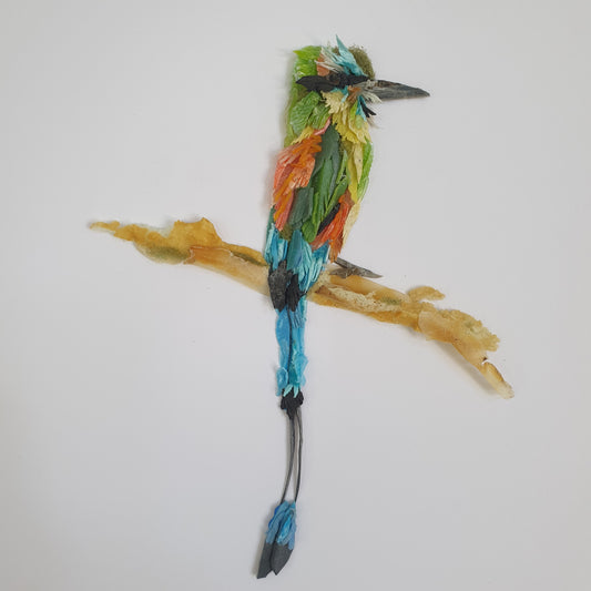 Torquoised browed Motmot