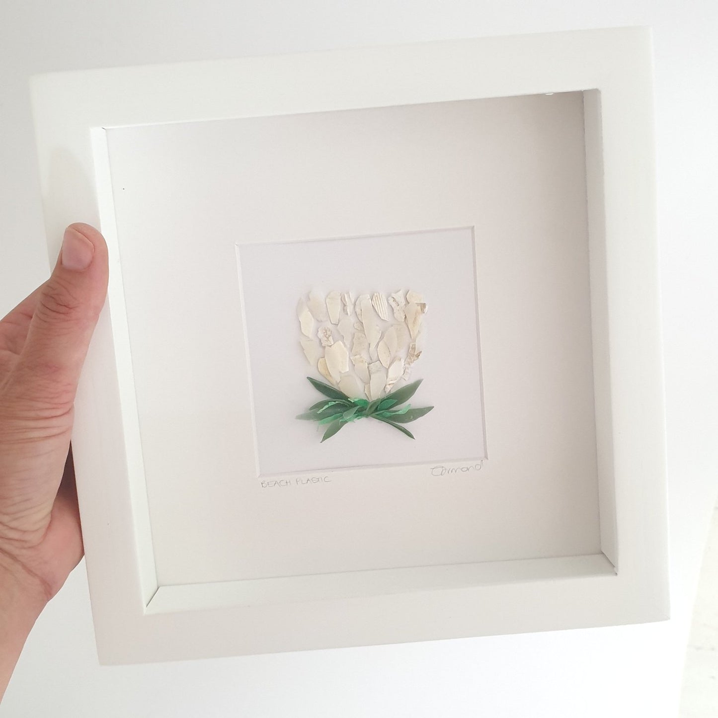 White Protea