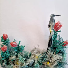 Load image into Gallery viewer, Cape Sugarbird enjoying the Proteas
