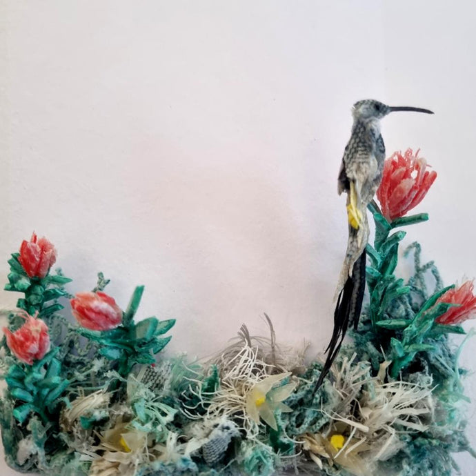 Cape Sugarbird enjoying the Proteas