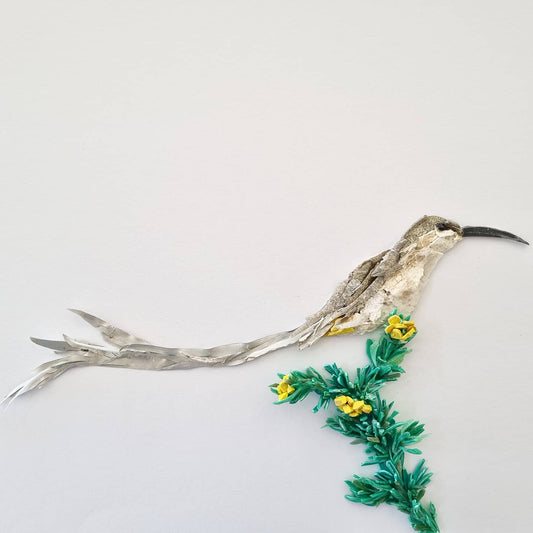 Sugarbird on fynbos